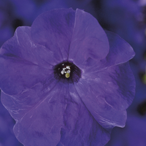 ������� ��������������� (Petunia grandiflora F1) Tritunia Blue, 10 ��. �����