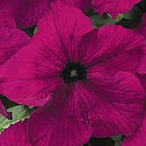 ������� ��������������� (Petunia grandiflora F1) Tritunia Burgundy, 10 ��.  �����