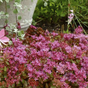 ����� ������ (Sedum spurium) Solarity, 10 ��. �������!