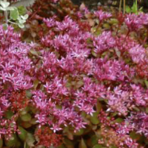 ����� ������ (Sedum spurium) Solarity, 10 ��. �������!