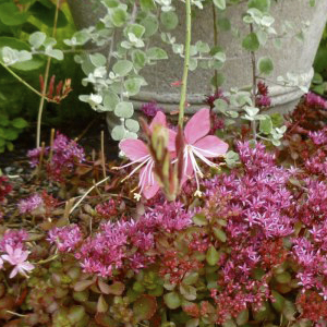 ����� ������ (Sedum spurium) Solarity, 10 ��. �������!