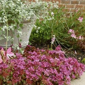 ����� ������ (Sedum spurium) Solarity, 10 ��. �������!