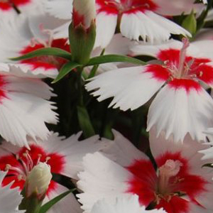 �������� ��������� (Dianthus chinensis F1) Diana red centred white, 5 �����