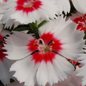�������� ��������� (Dianthus chinensis F1) Diana red centred white, 5 �����