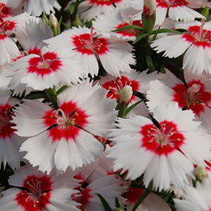 �������� ��������� (Dianthus chinensis F1) Diana red centred white, 5 �����