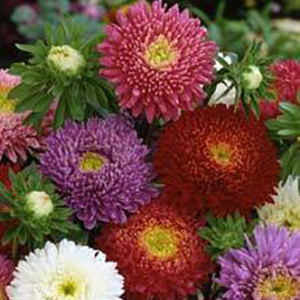 ����� ��������� (Callistephus chinensis) Princess Mixed, 0,1� �����