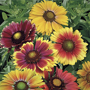 ���������� �������� (Gaillardia pulchella) Mix, 0,1� �����