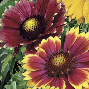 ���������� �������� (Gaillardia pulchella) Mix, 0,1� �����