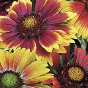 ���������� �������� (Gaillardia pulchella) Mix, 0,1� �����
