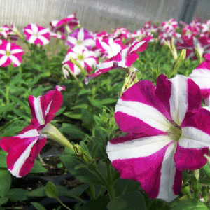 ������� �������������� Rose Star (Petunia multiflora F1) Carpet, 10 ��.�����-�����. ������� ������!