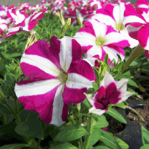 ������� �������������� Rose Star (Petunia multiflora F1) Carpet, 10 ��.�����-�����. ������� ������!