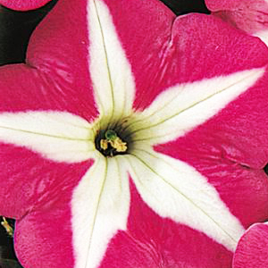 ������� �������������� Rose Star (Petunia multiflora F1) Carpet, 10 ��.�����-�����. ������� ������!