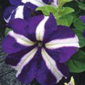 ������� ��������������� (Petunia grandiflora F1) Tango blue star, 10 �����