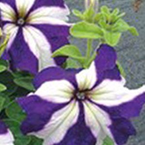 ������� ��������������� (Petunia grandiflora F1) Tango blue star, 10 �����