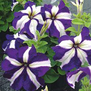 ������� ��������������� (Petunia grandiflora F1) Tango blue star, 10 �����