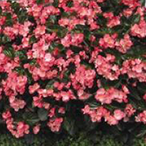 ������� ����������� Big Rose Green Leaf (Begonia x benariensis)  1 ��.  �����