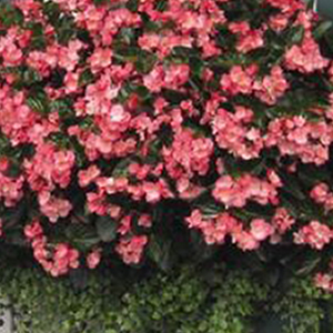 ������� ����������� Big Rose Green Leaf (Begonia x benariensis)  1 ��.  �����