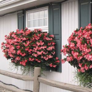 ������� ����������� Big Rose Green Leaf (Begonia x benariensis)  1 ��.  �����