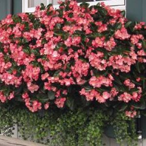 ������� ����������� Big Rose Green Leaf (Begonia x benariensis)  1 ��.  �����
