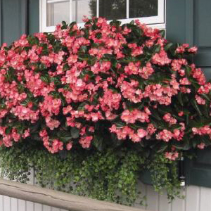 ������� ����������� Big Rose Green Leaf (Begonia x benariensis)  1 ��.  �����