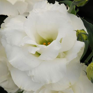 �������(���������) �������� (Eustoma grandiflorum) Abc White, 5 ����� 