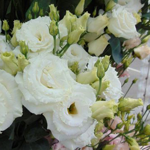 �������(���������) �������� (Eustoma grandiflorum) Abc White, 5 ����� 