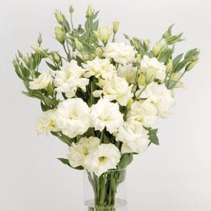 �������(���������) �������� (Eustoma grandiflorum) Abc White, 5 ����� 