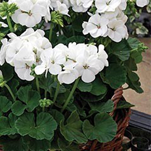 ���������� ��������� Multibloom White (Pelargonium hortorum F1)  5 ��. �����
