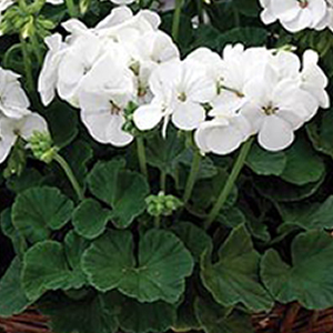 ���������� ��������� Multibloom White (Pelargonium hortorum F1)  5 ��. �����