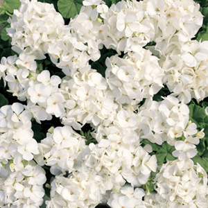 ���������� ��������� Multibloom White (Pelargonium hortorum F1)  5 ��. �����
