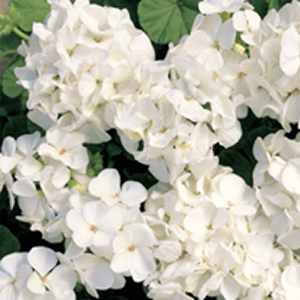 ���������� ��������� Multibloom White (Pelargonium hortorum F1)  5 ��. �����