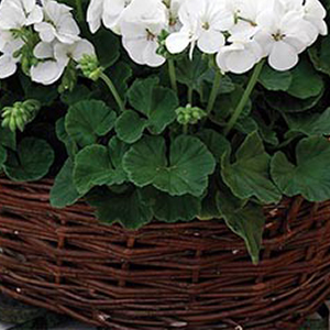 ���������� ��������� Multibloom White (Pelargonium hortorum F1)  5 ��. �����