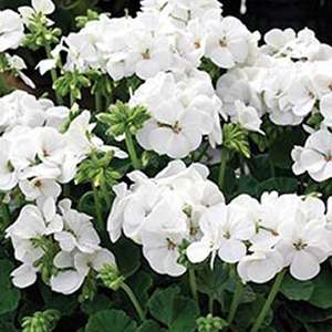 ���������� ��������� Multibloom White (Pelargonium hortorum F1)  5 ��. �����