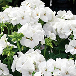 ���������� ��������� Multibloom White (Pelargonium hortorum F1)  5 ��. �����