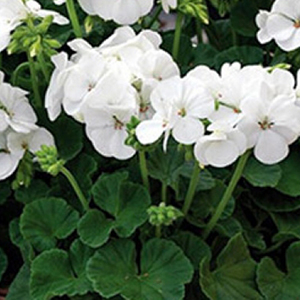 ���������� ��������� Multibloom White (Pelargonium hortorum F1)  5 ��. �����