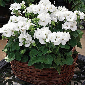���������� ��������� Multibloom White (Pelargonium hortorum F1)  5 ��. �����