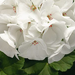 ���������� ��������� Ringo 2000 White (Pelargonium hortorum F1)  5 ��. �����