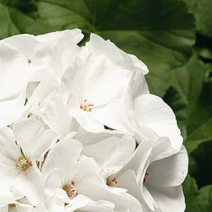 ���������� ��������� Ringo 2000 White (Pelargonium hortorum F1)  5 ��. �����