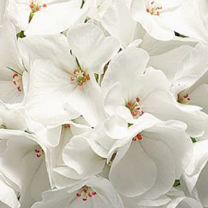 ���������� ��������� Ringo 2000 White (Pelargonium hortorum F1)  5 ��. �����