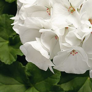 ���������� ��������� Ringo 2000 White (Pelargonium hortorum F1)  5 ��. �����