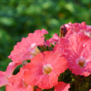 ������� �������������� Salmon (Petunia multiflora F1) Picobella, 10 ��.�����-����� 