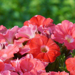 ������� �������������� Salmon (Petunia multiflora F1) Picobella, 10 ��.�����-����� 