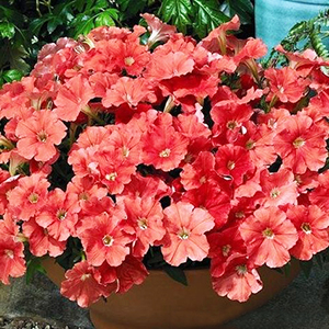 ������� �������������� Salmon (Petunia multiflora F1) Picobella, 10 ��.�����-����� 