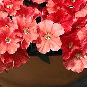 ������� �������������� Salmon (Petunia multiflora F1) Picobella, 10 ��.�����-����� 