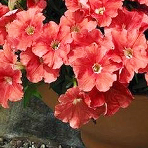 ������� �������������� Salmon (Petunia multiflora F1) Picobella, 10 ��.�����-����� 