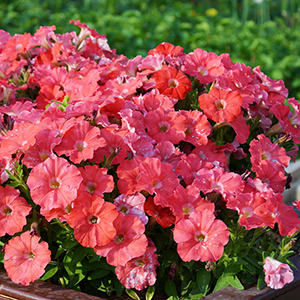 ������� �������������� Salmon (Petunia multiflora F1) Picobella, 10 ��.�����-����� 