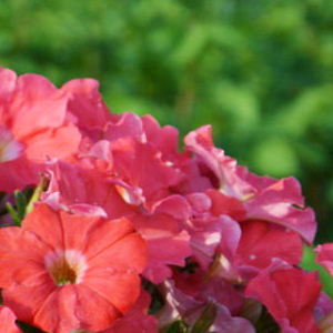 ������� �������������� Salmon (Petunia multiflora F1) Picobella, 10 ��.�����-����� 