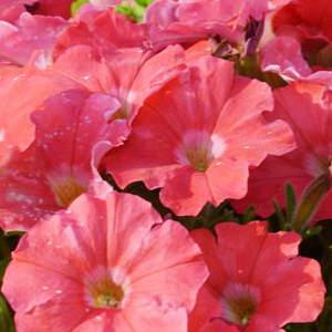 ������� �������������� Salmon (Petunia multiflora F1) Picobella, 10 ��.�����-����� 