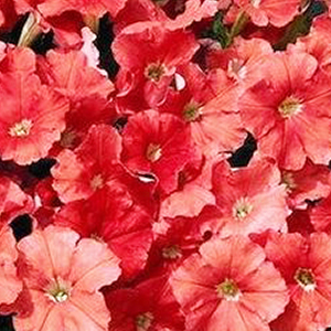 ������� �������������� Salmon (Petunia multiflora F1) Picobella, 10 ��.�����-����� 