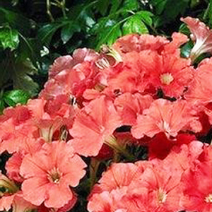 ������� �������������� Salmon (Petunia multiflora F1) Picobella, 10 ��.�����-����� 